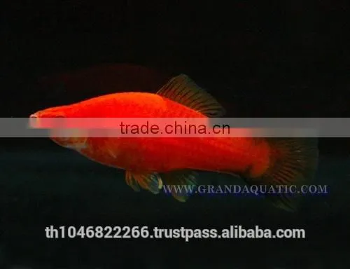 Swordtail Fish / Live Ornamental Fish photo-5