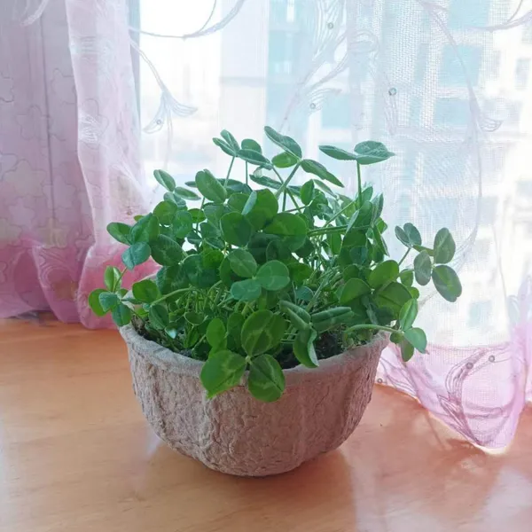Molded Fiber Disposable Garden Planter 3.5L Capacity Compostable Pots With Soil Degradation photo-2
