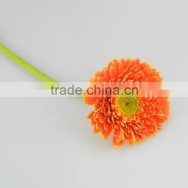 Fresh Cut Golden Sun Single Gerbera From Guangdong photo-5