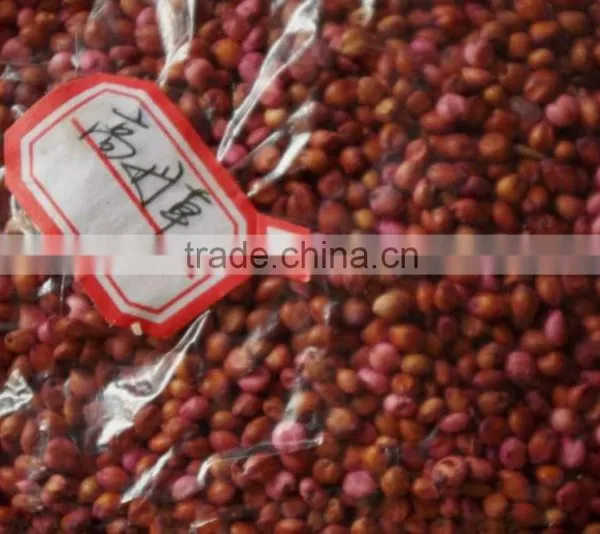 2016 New Forage Grass Seeds Sorghum Sudan Grass Seeds For Growing photo-5