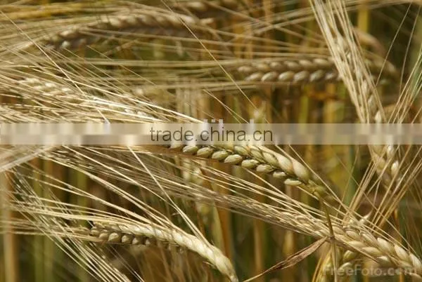 Whole Grain Barley photo-2