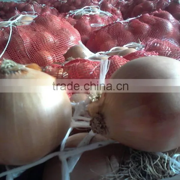 Onion photo-3
