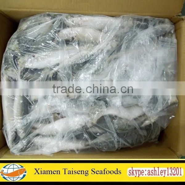 Frozen Round Scad Fish With Size 8-10 for Philippines photo-2