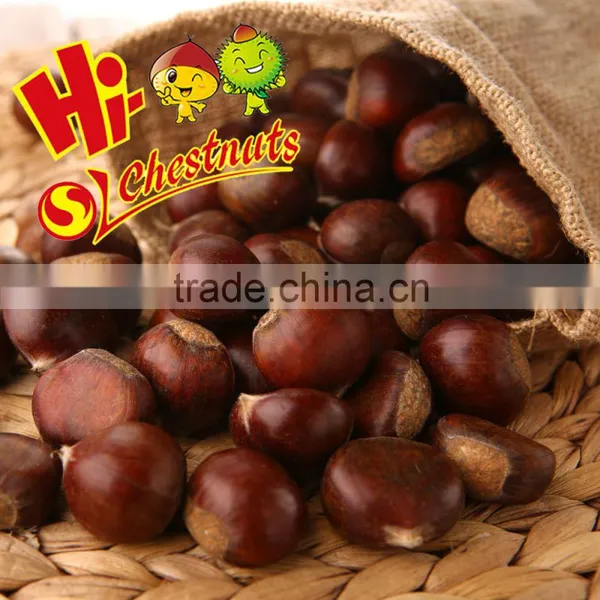 Hebei Fresh Chestnuts--New Crop and Best Quality