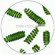 High Quality Bulk Spirulina, Spirilina in Stock photo-4