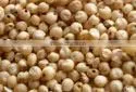 Sorghum Jowar