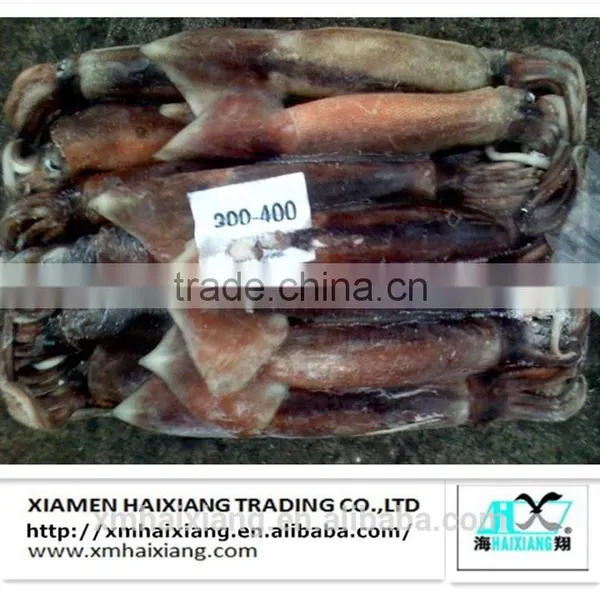 Frozen Squid Supplier photo-5