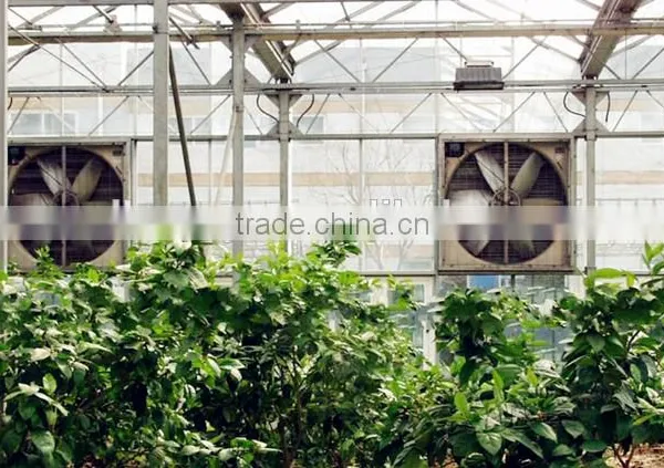 Polycarbonate Greenhouses China photo-5
