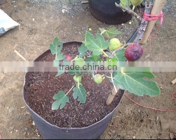 Tomato Grow Pot Smart Pot Non Woven Plant Bag (1 Gal to 1200 Gal) photo-3