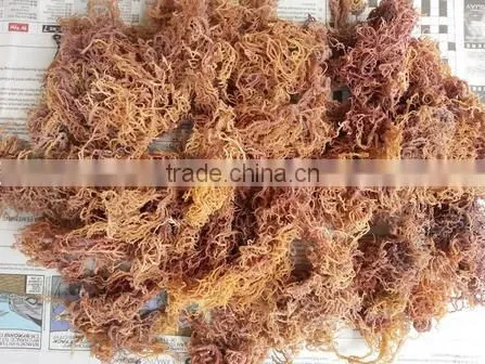 Eucheuma Spinosum With Good Price photo-3