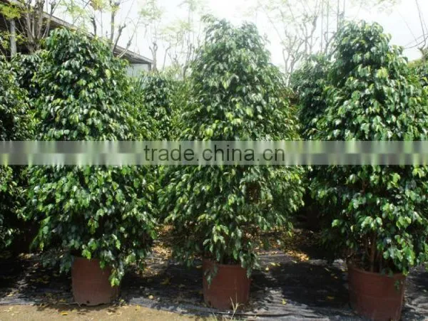 Ficus Benjamina Tower Shape photo-2
