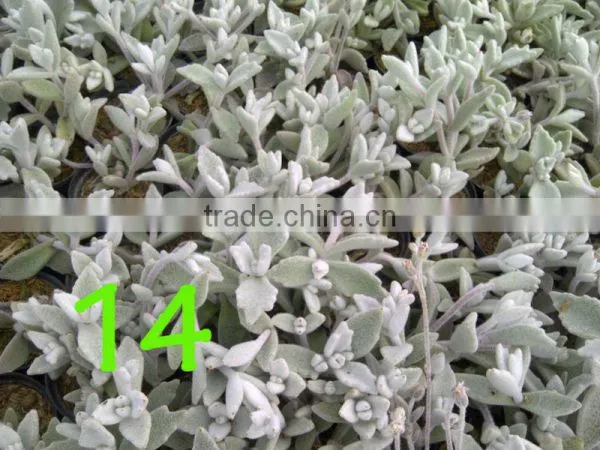 Succulent Plant Kalanchoe Eriophylla ' Snow' photo-2