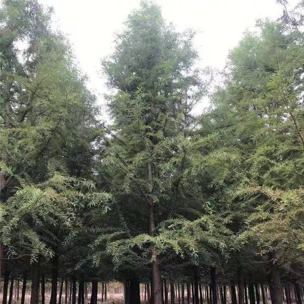 Prices of Jiangsu Chinese Swamp Cypress, Price List of Chinese Swamp Cypress Base, Chinese Swamp Cypress Manufacturers photo-3