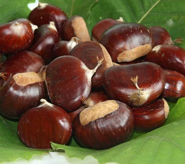Bulk Jingdong Qinglong Chestnuts | Yanshan Mountain China Chestnut Factory photo-5