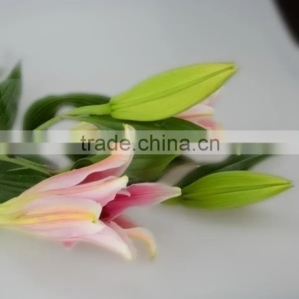 High Quality Sorbonne Lilies in Sale photo-6
