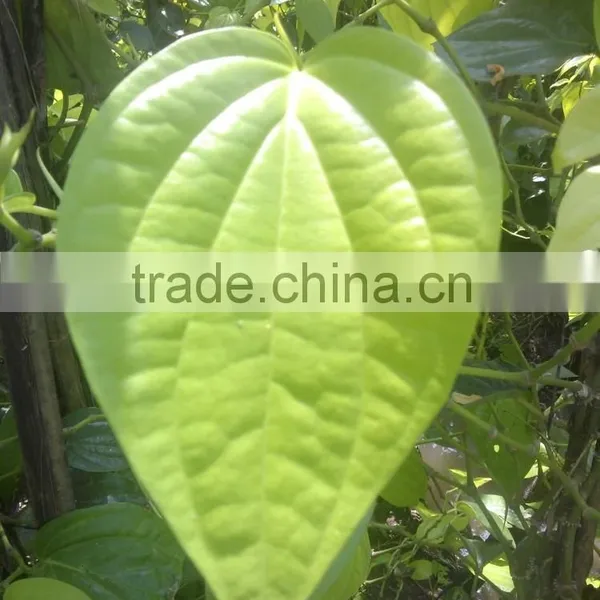 Fresh Betal Leaf for Sale