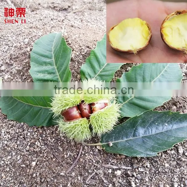 2016 New Crop Fresh Chestnut photo-4