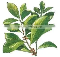GMP Kosher Natural Yerba Mate Extract photo-2