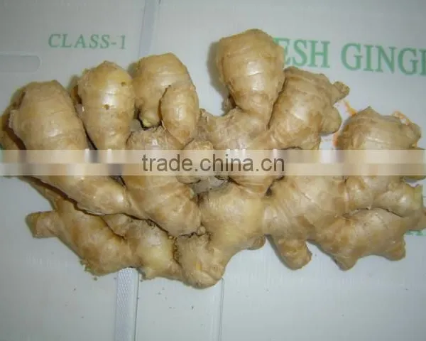 Fresh Mature Fat Ginger photo-4