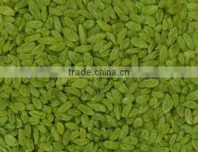 Industrial Tunnel Conveyor Belt Type Raisins Drying and Sterilizing Microwave Oven photo-4