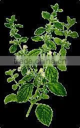 100% PURE & NATURAL LEMON BALM OIL photo-2