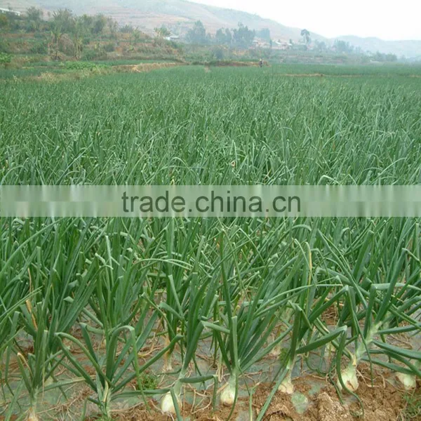 Mini Farm Machinery Garlic Seeder Machinery photo-6
