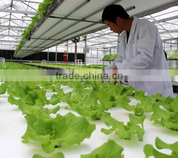 Hydroponic Systems Greenhouse photo-2