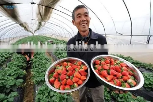 Vegetable &Fruit Used Pvc Greenhouse photo-5