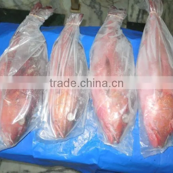 Frozen Red Snapper Whole photo-4