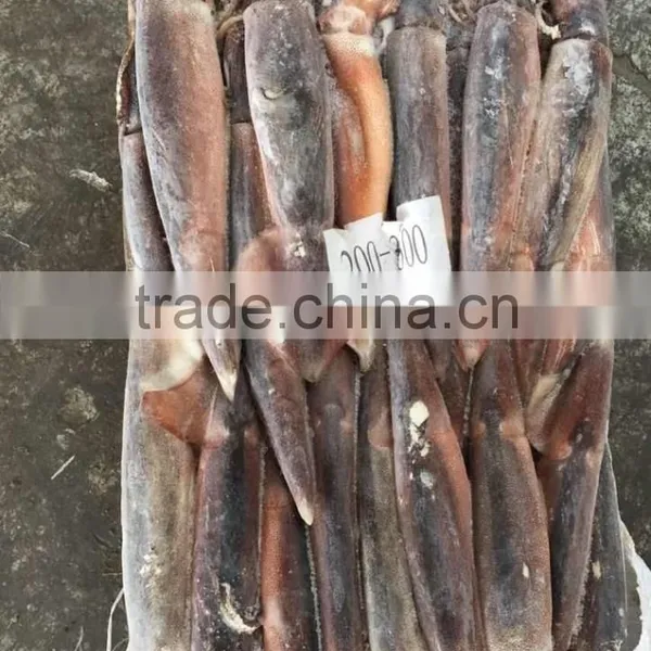 Health Food Frozen Illex Squid With High Nutritious Value photo-5