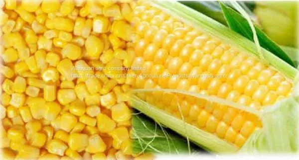 IQF Sweet Corn