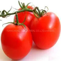 Brix 36-38% Tomato Paste Ketchup in Drum photo-2