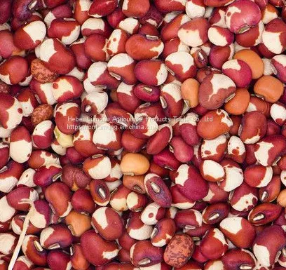 Beans photo-2