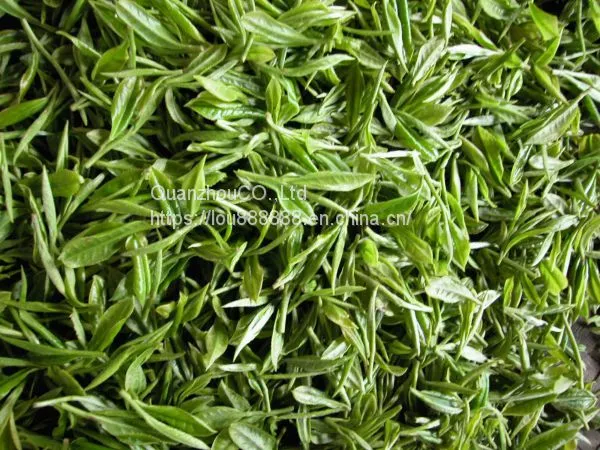 Green Tea photo-4