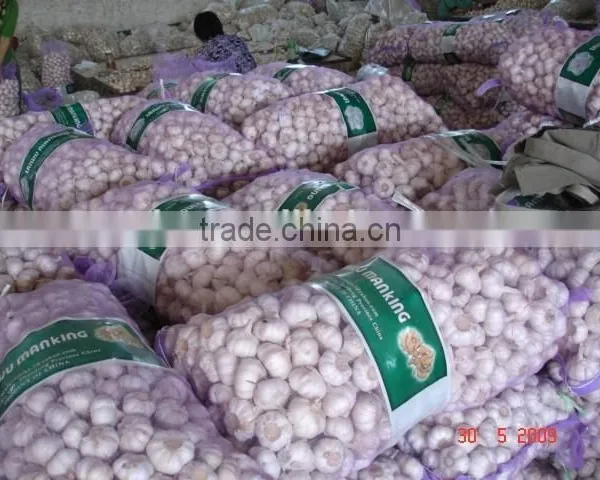 Chinese Normal Garlic photo-3