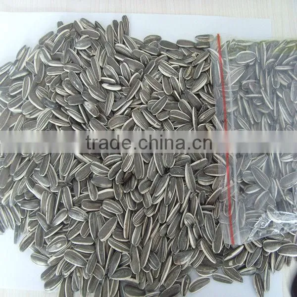 Sunflower Seeds 5009 the Best Quality