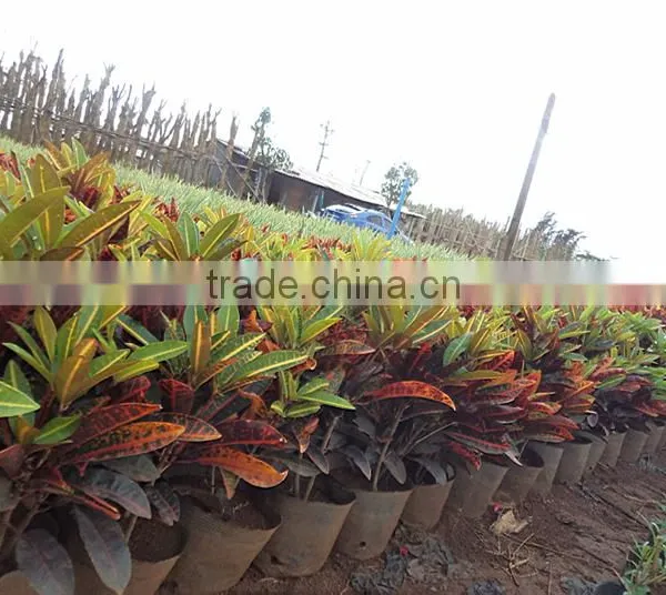Multi Color Leaves Foliage Codiaeum Variegatum of Outdoor Landscaping Decorative Ornamental Plants photo-2