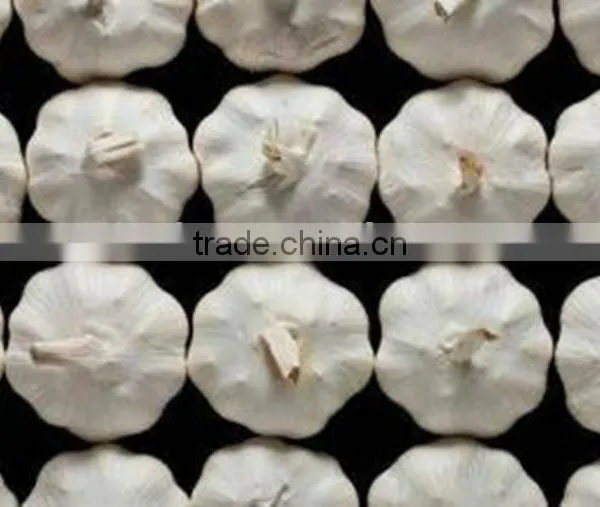 Low Price Buy Chinese Garlic photo-4