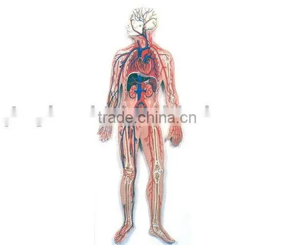 Blood Circulation System
