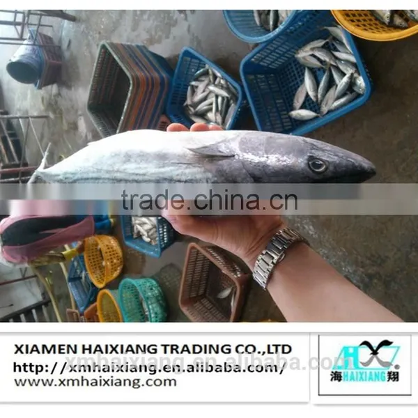 Frozen Seafood-Bonito Tuna in China photo-4