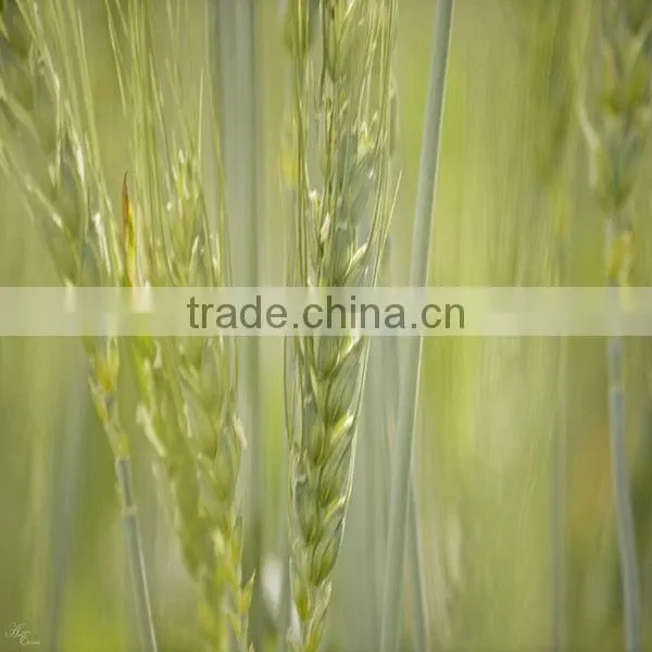 Organic Wheat Germ Oil Used in Cosmetics photo-3