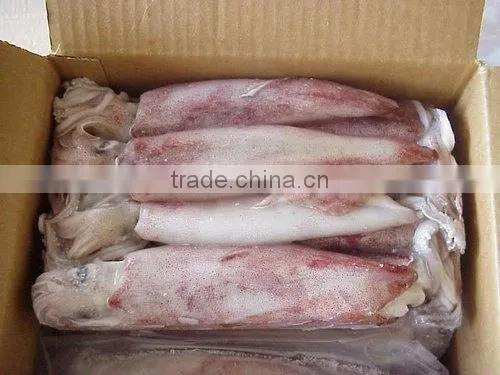 LOLIGO SQUID/ ARROW FISH/ INKFISH/ CALAMARI photo-2