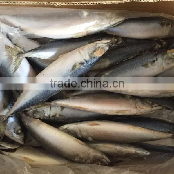 Sea Frozen Mackerel 300-500g 2016 photo-5