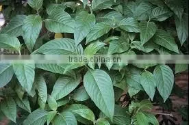 Justicia Adhatoda photo-2