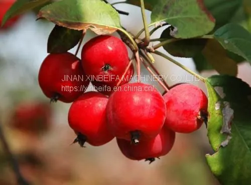 Crabapple Stem Drying Machine photo-5