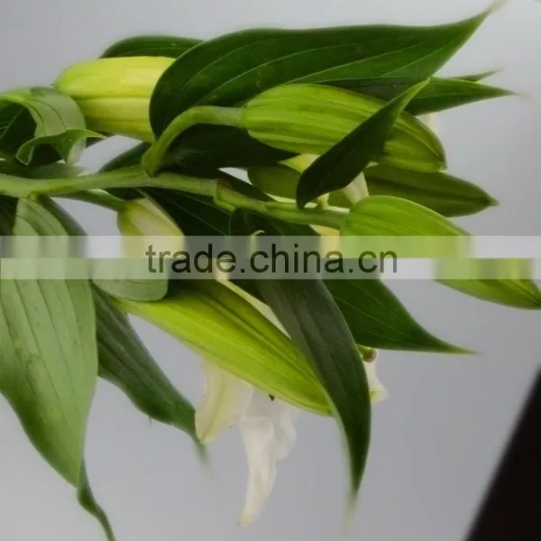 Fashionable Siberia Snow White Lily photo-3