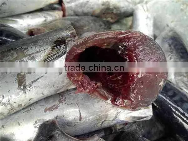 HACCP EU HGT Frozen Bonito Fish and Auxis Thazard photo-4