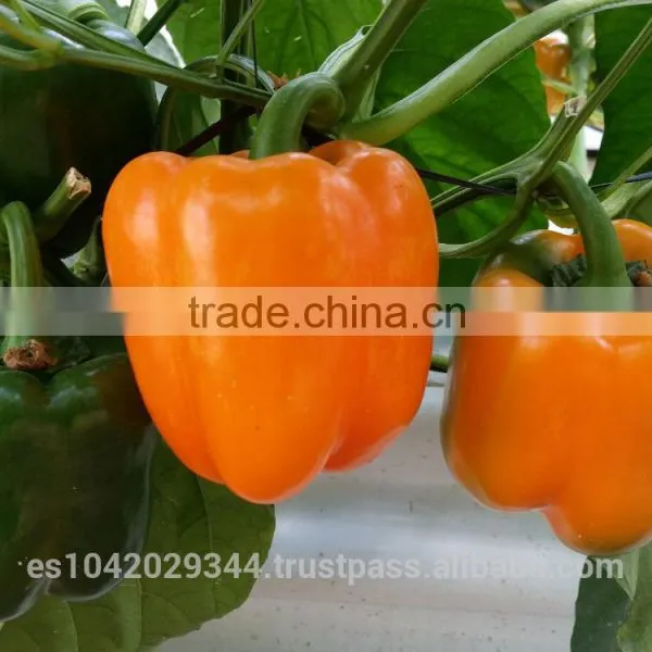 Multi Span Greenhouse for Hydroponics and Irrigation Systems photo-5