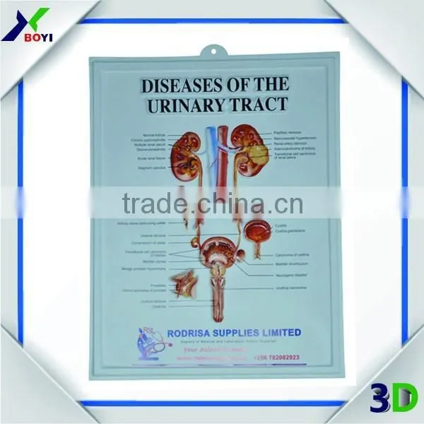 Human Body Anatomy 3d Wall Poster/embossed Cubic Medical Poster photo-4