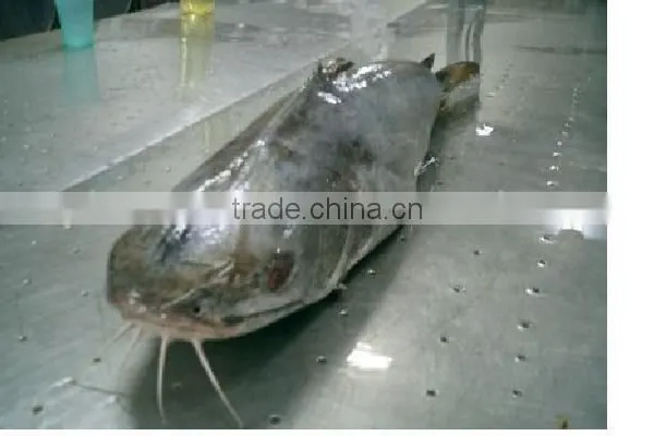 CAT FISH